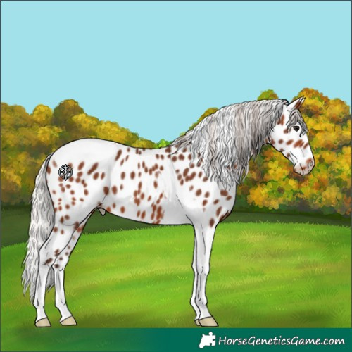 Horse Color:Silver Brown Tobiano Appaloosa