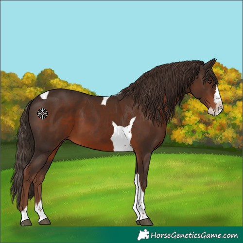 Horse Color:Liver Chestnut Splash Tobiano 