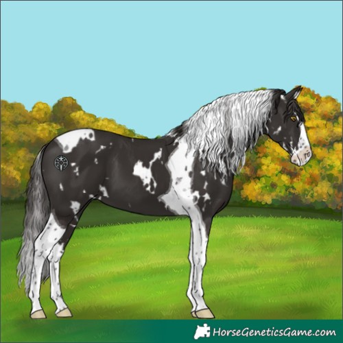 Horse Color:White Spotted Liver Chestnut Splash Tobiano