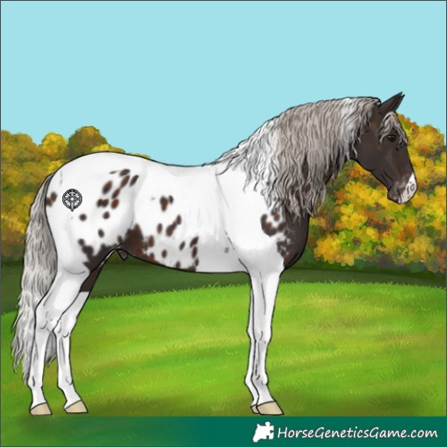 Horse Color:Silver Brown Tobiano Appaloosa 