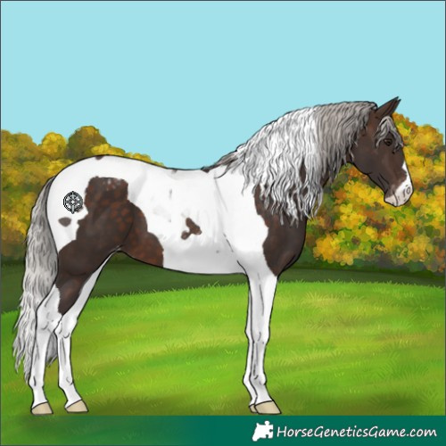 Horse Color:Silver Brown Tobiano Appaloosa