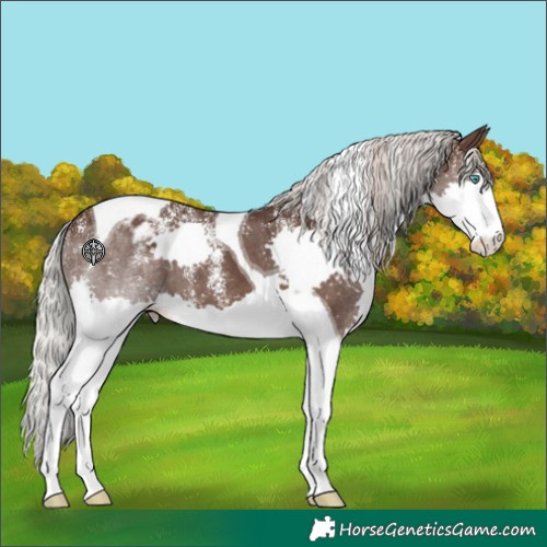 Horse Color:Powder White Silver Black Splash Tobiano Appaloosa