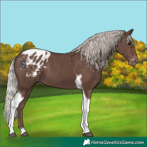 Horse Color:Silver Black Tobiano Appaloosa