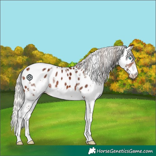 Horse Color:Powder White Silver Brown Splash Tobiano Appaloosa 