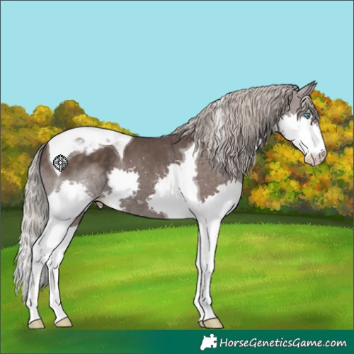Horse Color:Silver Black Splash Tobiano Appaloosa