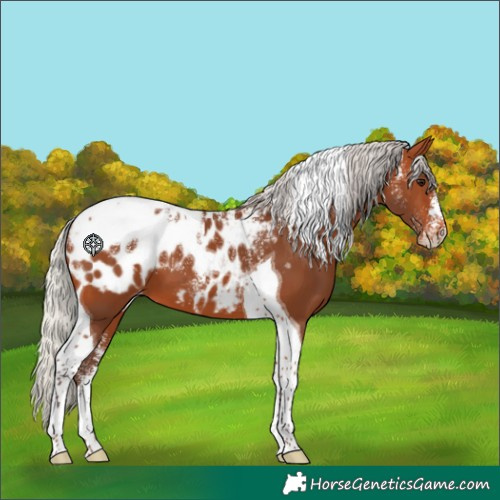 Horse Color:Powder White Silver Bay Tobiano Appaloosa