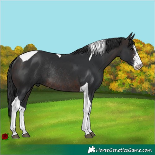 Horse Color:Brown Sabino Tobiano Rabicano 