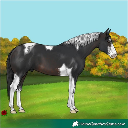 Horse Color:Brown Sabino Tobiano