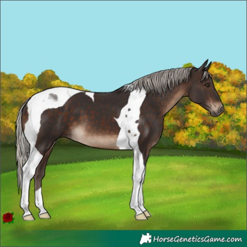 Horse Color:Silver Brown Tobiano 