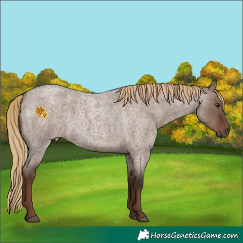 Horse Color:Liver Red Dun Roan