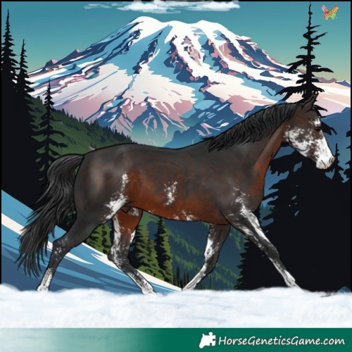 Horse Color:Brown Sabino