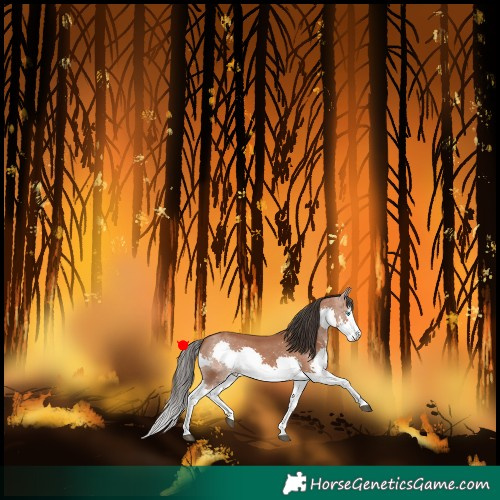 Horse Color:Bay Splash