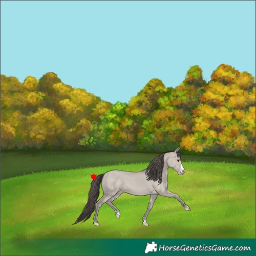 Horse Color:Classic Cream Champagne Dun Splash 