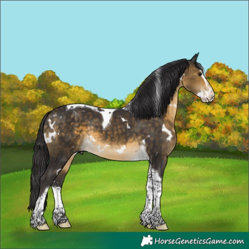 Horse Color:White Spotted Buckskin Splash Tobiano Rabicano