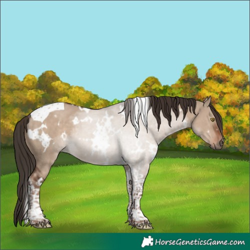 Horse Color:White Spotted Liver Red Dun Tobiano Rabicano 
