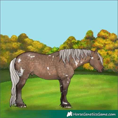 Horse Color:White Spotted Silver Brown Dun Rabicano