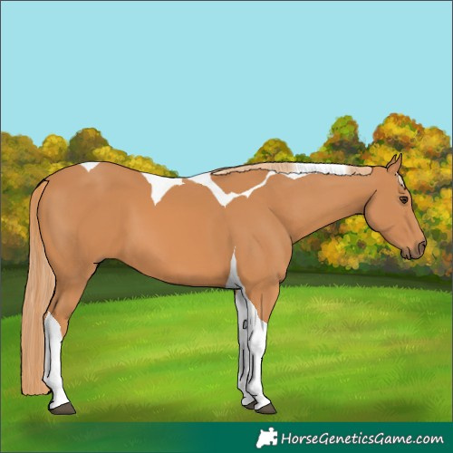 Horse Color:Chestnut Tobiano