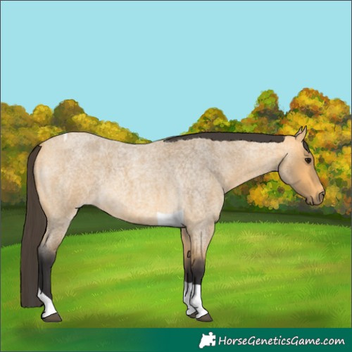 Horse Color:Buckskin Roan Tobiano