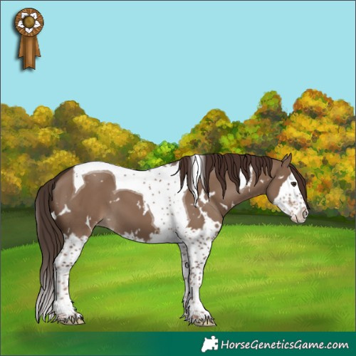 Horse Color:White Spotted Liver Red Dun Splash Tobiano Appaloosa