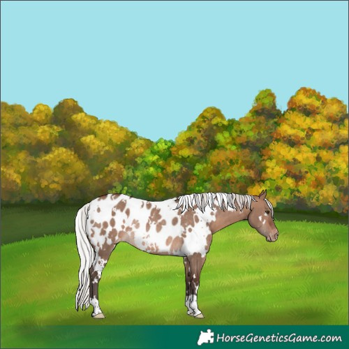 Horse Color:White Spotted Silver Brown Dun Mushroom Appaloosa Rabicano