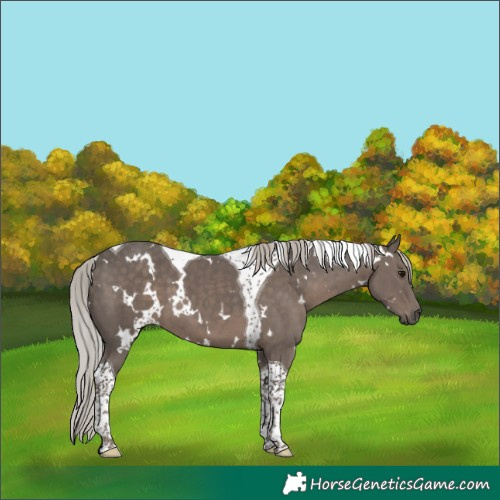 Horse Color:White Spotted Silver Black Tobiano 