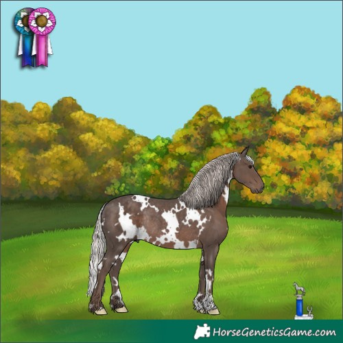 Horse Color:White Spotted Silver Black Rabicano