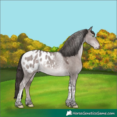 Horse Color:Platinum Liver Red Dun Tobiano Appaloosa