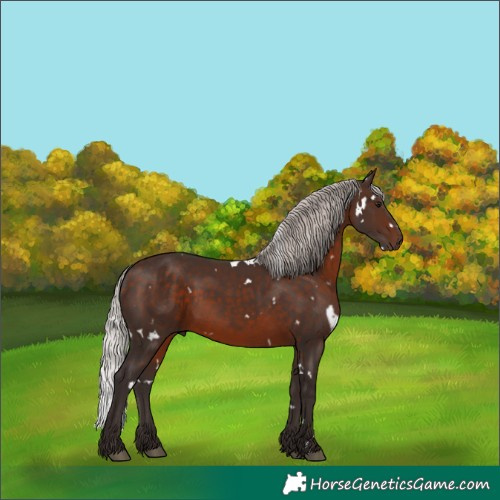 Horse Color:White Spotted Silver Brown