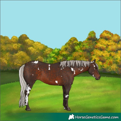 Horse Color:White Spotted Silver Brown