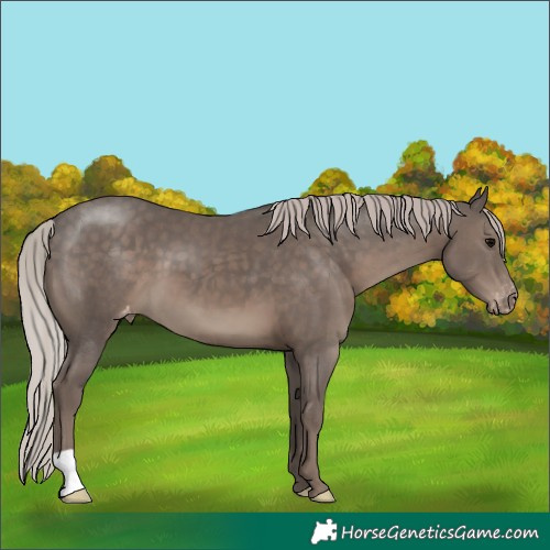 Horse Color:Silver Black Varnish 