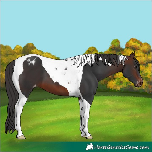 Horse Color:Brown Tobiano Appaloosa