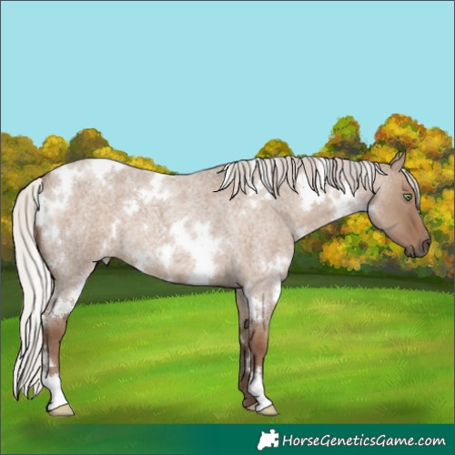 Horse Color:White Spotted Silver Grullo Roan