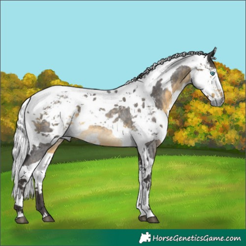Horse Color:Buckskin Roan Harlequin Merle