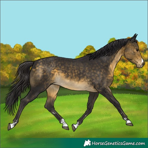 Horse Color:Buckskin 