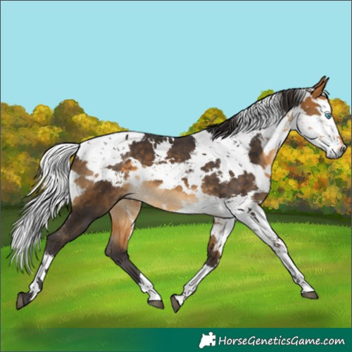 Horse Color:Buckskin Harlequin Merle 