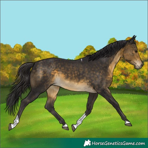 Horse Color:Buckskin Tobiano 