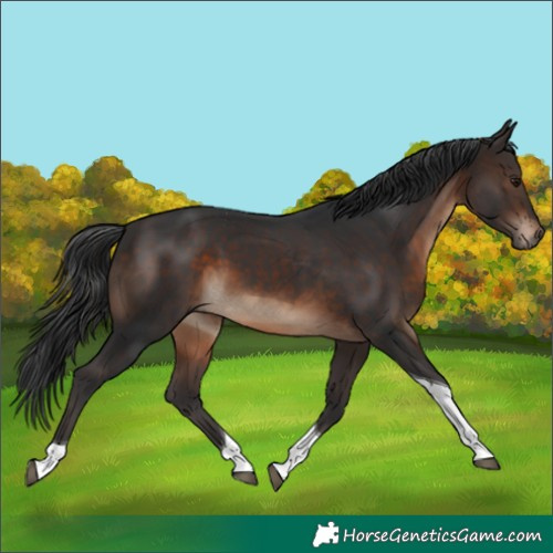 Horse Color:Brown Tobiano