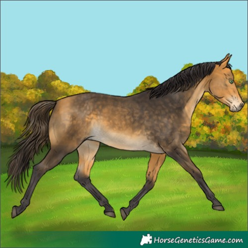 Horse Color:Buckskin 
