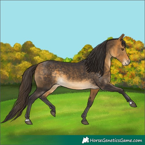 Horse Color:Buckskin