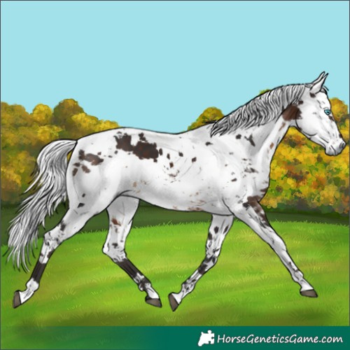 Horse Color:Brown Harlequin Merle