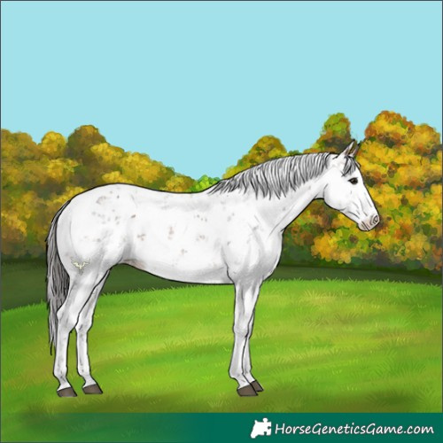 Horse Color:Bay Sabino