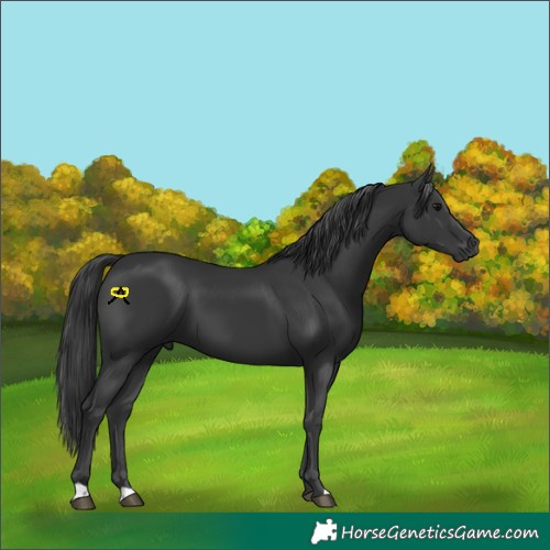 Horse Color:Black 