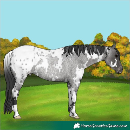 Horse Color:White Spotted Blue Roan Blanket Rabicano 