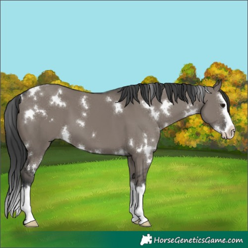 Horse Color:White Spotted Grullo Splash 