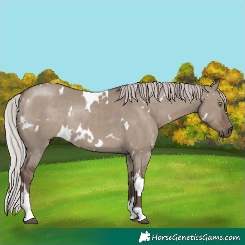 Horse Color:White Spotted Silver Grullo Rabicano