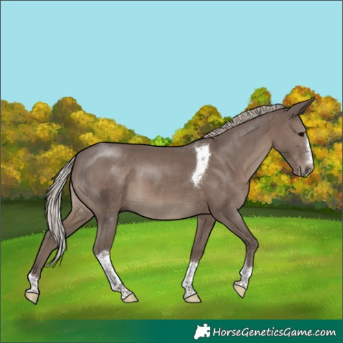 Horse Color:Silver Black Splash Tobiano Rabicano