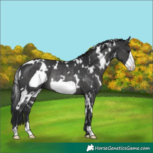 Horse Color:White Spotted Black Frame Rabicano