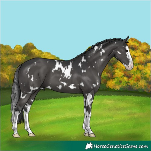 Horse Color:White Spotted Black Splash 