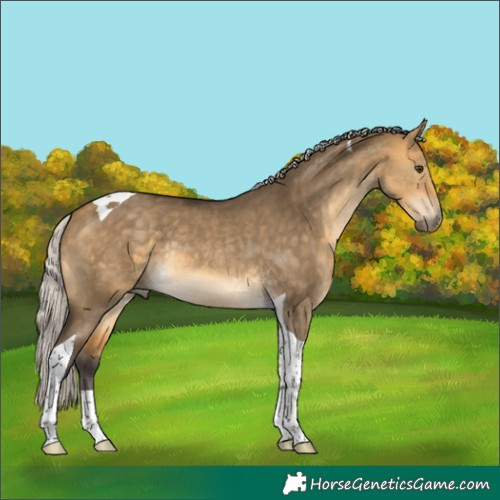 Horse Color:Silver Buckskin Dun Tobiano Rabicano