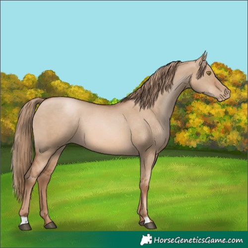 Horse Color:Liver Red Dun Pearl 